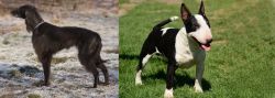 Taigan vs Bull Terrier Miniature - Breed Comparison