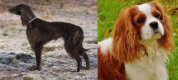 Taigan vs Cavalier King Charles Spaniel - Breed Comparison