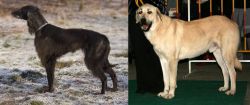 Taigan vs Central Anatolian Shepherd - Breed Comparison