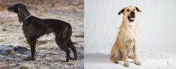 Taigan vs Chinook - Breed Comparison