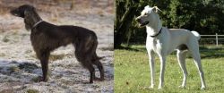 Taigan vs Cretan Hound - Breed Comparison