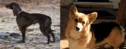 Taigan vs Dorgi - Breed Comparison