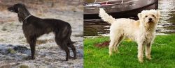 Taigan vs Dutch Smoushond - Breed Comparison