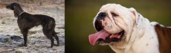 Taigan vs English Bulldog - Breed Comparison