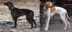 Taigan vs English Pointer - Breed Comparison