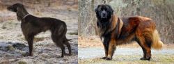 Taigan vs Estrela Mountain Dog - Breed Comparison