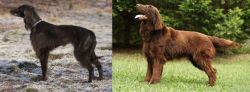 Taigan vs Flat-Coated Retriever - Breed Comparison