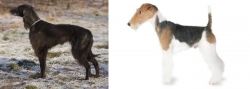 Taigan vs Fox Terrier - Breed Comparison