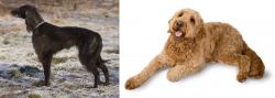 Taigan vs Golden Doodle - Breed Comparison
