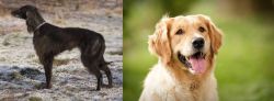 Taigan vs Golden Retriever - Breed Comparison