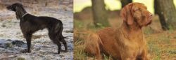 Taigan vs Hungarian Wirehaired Vizsla - Breed Comparison