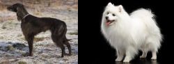 Taigan vs Japanese Spitz - Breed Comparison