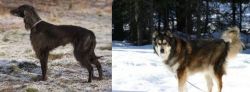 Taigan vs Mackenzie River Husky - Breed Comparison