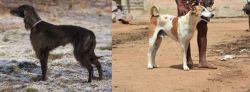 Taigan vs Pandikona - Breed Comparison