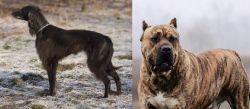 Taigan vs Perro de Presa Canario - Breed Comparison