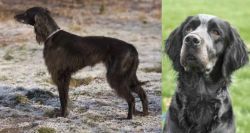 Taigan vs Picardy Spaniel - Breed Comparison