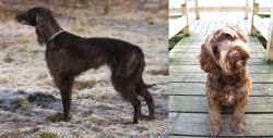 Taigan vs Portuguese Water Dog - Breed Comparison