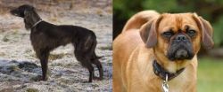 Taigan vs Pugalier - Breed Comparison