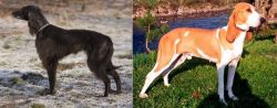 Taigan vs Schweizer Laufhund - Breed Comparison