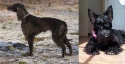 Taigan vs Scottish Terrier - Breed Comparison