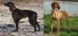Taigan vs Segugio Italiano - Breed Comparison
