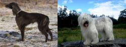 Taigan vs South Russian Ovcharka - Breed Comparison