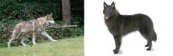 Tamaskan vs Belgian Shepherd - Breed Comparison