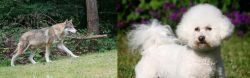 Tamaskan vs Bichon Frise - Breed Comparison