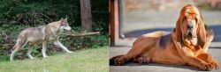 Tamaskan vs Bloodhound - Breed Comparison