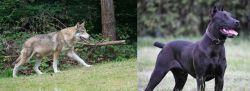 Tamaskan vs Canis Panther - Breed Comparison