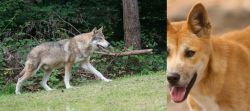 Tamaskan vs Dingo - Breed Comparison