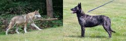 Tamaskan vs Dutch Shepherd - Breed Comparison