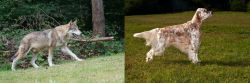 Tamaskan vs English Setter - Breed Comparison