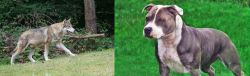 Tamaskan vs Irish Staffordshire Bull Terrier - Breed Comparison