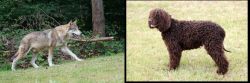 Tamaskan vs Irish Water Spaniel - Breed Comparison