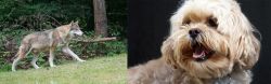 Tamaskan vs Lhasapoo - Breed Comparison