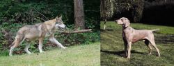 Tamaskan vs Smooth Haired Weimaraner - Breed Comparison