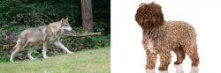 Tamaskan vs Spanish Water Dog - Breed Comparison