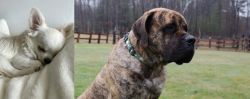 Tea Cup Chihuahua vs American Mastiff - Breed Comparison