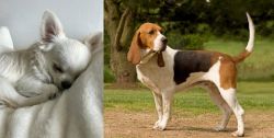 Tea Cup Chihuahua vs Artois Hound - Breed Comparison