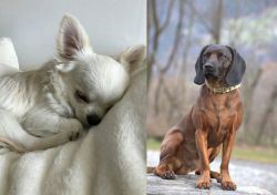 Tea Cup Chihuahua vs Bavarian Mountain Hound - Breed Comparison