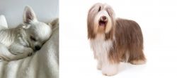 Tea Cup Chihuahua vs Bearded Collie - Breed Comparison