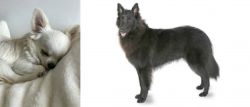Tea Cup Chihuahua vs Belgian Shepherd - Breed Comparison