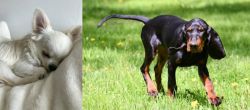 Tea Cup Chihuahua vs Black and Tan Coonhound - Breed Comparison