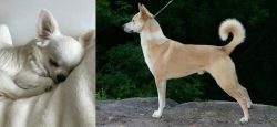 Tea Cup Chihuahua vs Canaan Dog - Breed Comparison