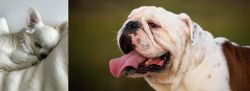 Tea Cup Chihuahua vs English Bulldog - Breed Comparison