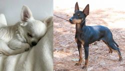 Tea Cup Chihuahua vs English Toy Terrier (Black & Tan) - Breed Comparison