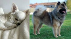 Tea Cup Chihuahua vs Eurasier - Breed Comparison