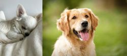 Tea Cup Chihuahua vs Golden Retriever - Breed Comparison