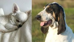 Tea Cup Chihuahua vs Grand Gascon Saintongeois - Breed Comparison